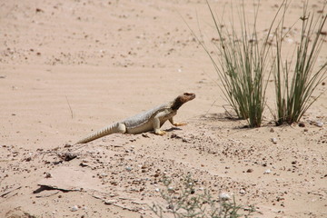 Leptien’s Spiny-tailed Lizard (Uromastyx aegyptia leptieni)
