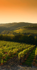 Naklejka premium Rows of vineyards at sunset in Tuscany near Castellina in Chianti (Siena). Italy