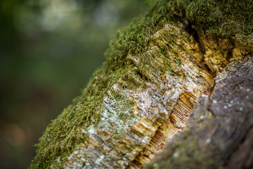 Natural cork bark overgrown with thick moss in nature. Natural cork cultivation in nature. Macro....