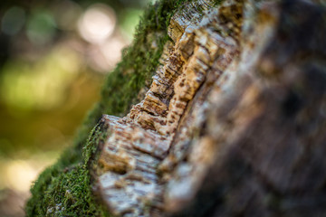 Natural cork bark overgrown with thick moss in nature. Natural cork cultivation in nature. Macro. Fragment.