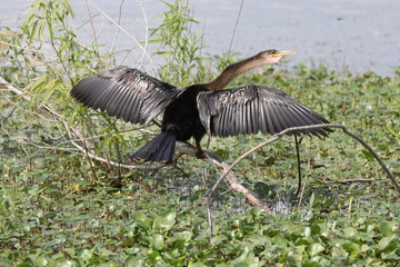 Ready to Fly