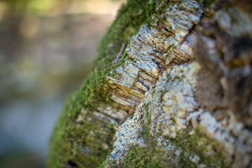 Natural cork bark overgrown with thick moss in nature. Natural cork cultivation in nature. Macro. Fragment.