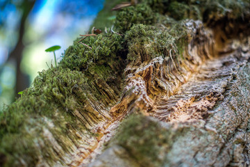 Natural cork bark overgrown with thick moss in nature. Natural cork cultivation in nature. Macro....