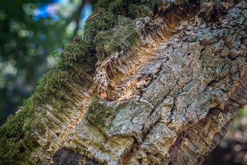 Natural cork bark overgrown with thick moss in nature. Natural cork cultivation in nature. Macro....