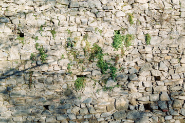 Texture of old masonry walls in Georgia. Sunlight and shadows from the leaves on the bricks.