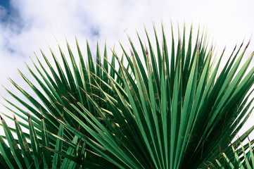 Banana Plants and Fern Leaves on the Island of La Palma for nature backdrop textured layer effects