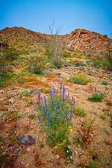 Wildflowers in the Desert at Joshua Tree