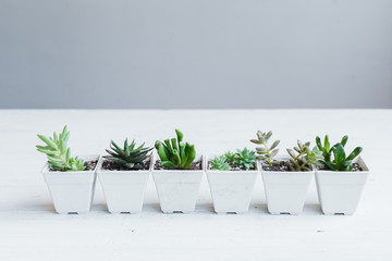 Succulent hand planting In white pots White background in the room