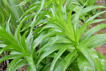 Obraz premium background of green leaves