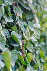 The texture of the foliage and green background for design. Sunlight and glare on the leaves.