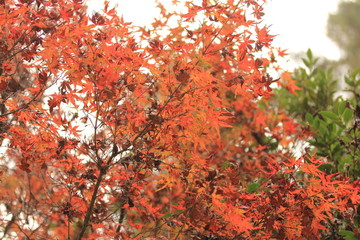 紅葉