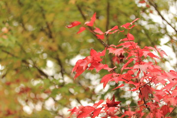 紅葉