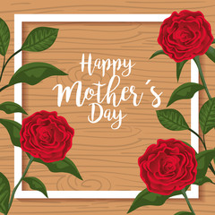 beauty roses plants to mothers day