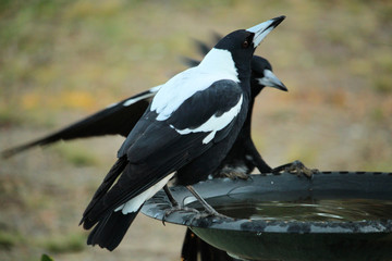 Australian Magpies drinking at bird bath, South Australia