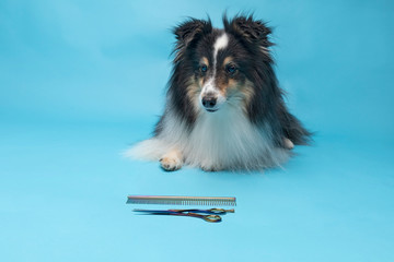 Sheltie Hund schaut auf Kamm und Schere für Fellpflege