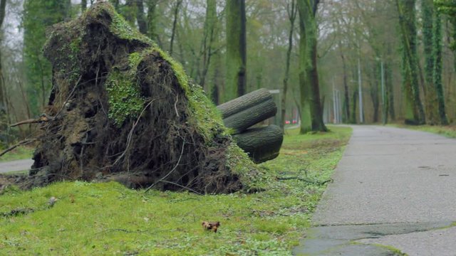 Broken, Fallen and Cut Down Tree near Roadside and Walkway