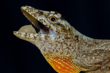 Anolis