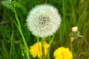 Beautiful Dandelion, white soft and yellow flower, German countryside