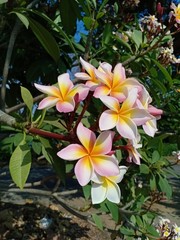 Frangipani flowers12