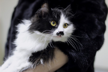 Black and white cat lies on the hands and looks with huge eyes to the side.
