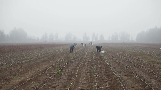 Campo producci&oacute;n de plantas con niebla