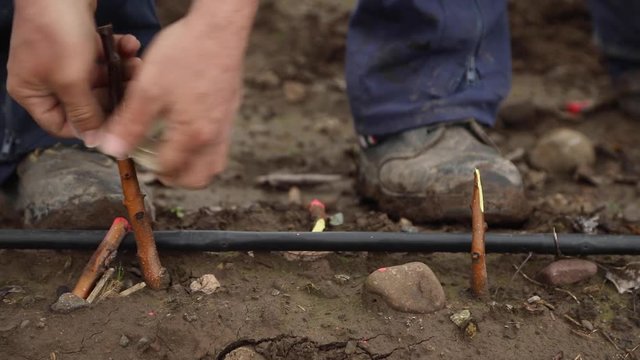 Amarra de injerto de plantas
