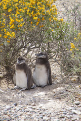 Magellanic penguins. Chicks at the Patagonian coast of Atlantic Ocean. Valdes Peninsula - UNESCO World Heritage site. Argentina, Chubut Province