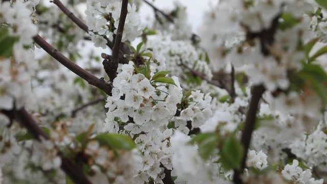 Flor del peral, huero de peras