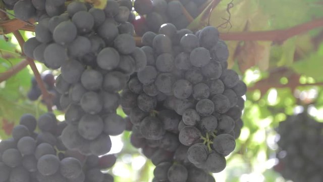 Uva en la parra, uva negra