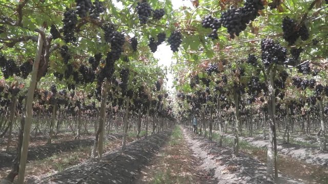 Vi&ntilde;edo de uva negra