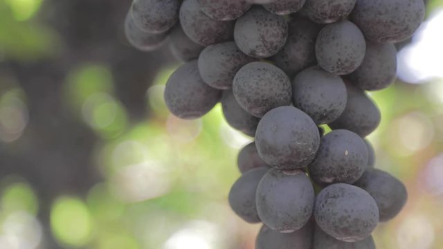 Uvas, detalles de las bayas 