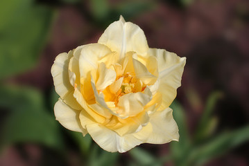 gelbe Tulpe Rose Blüme