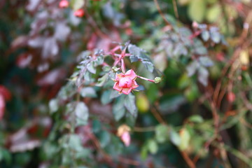 Gefrorene Rose