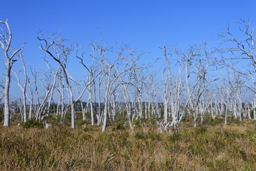 Verbrannte Bäume auf dem Weg zum Cape Otway in Australien