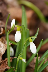 Schneeglöckchen 2