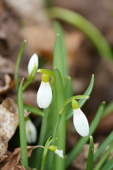 Schneeglöckchen