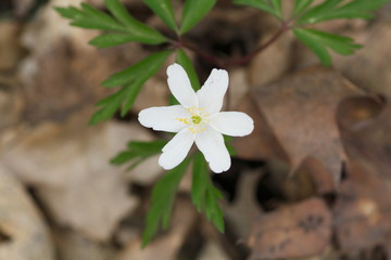 Blume