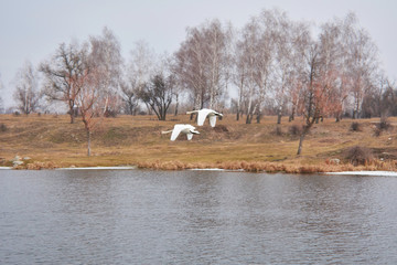 The family of wild swans on the river