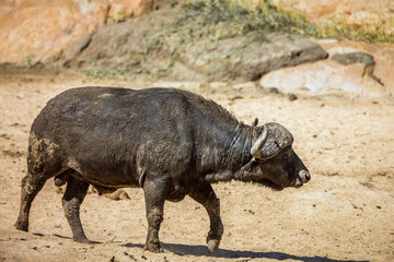 African buffalo bull walking in Kruger National park, South Africa ; Specie Syncerus caffer family of Bovidae
