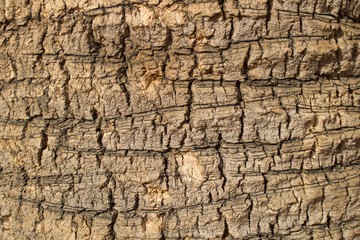 Textura rugosa de casca de palmeira