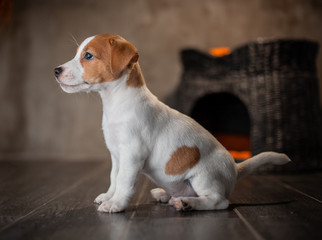 Puppy of breed Jack Russell Terrier sitting next to a wicker pet house with orange pillows against a gray wall