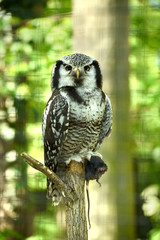 sowa jarzębata © PAWEL