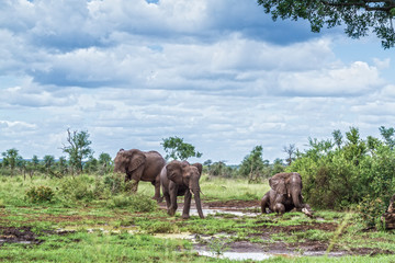 Three African bush elephant mud bathing in Kruger National park, South Africa ; Specie Loxodonta africana family of Elephantidae