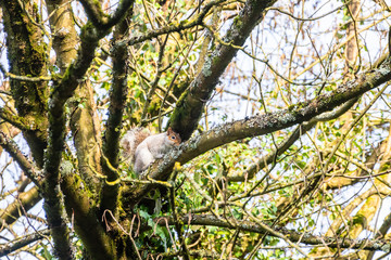 A Gray Squirrel Sciurus carolinensis in a tree with good moss, lichen and ivy growth