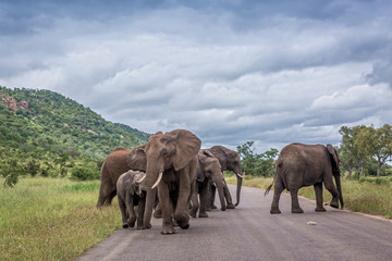 African bush elephant small herd on the road in Kruger National park, South Africa ; Specie Loxodonta africana family of Elephantidae