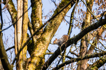 A Gray Squirrel Sciurus carolinensis looking down from high in a tree