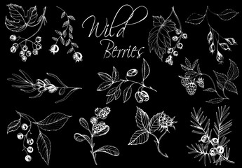 Black background with hand drawn wild berries.