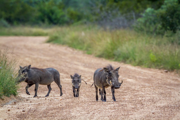 Common warthog family walking on safari road in Kruger National park, South Africa ; Specie Phacochoerus africanus family of Suidae