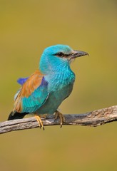 European roller perched on a branch. Coracias garrulus.