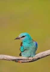 European roller perched on a branch. Coracias garrulus.